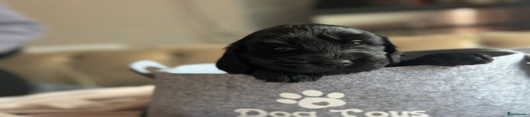 Cockapoo Puppy 7