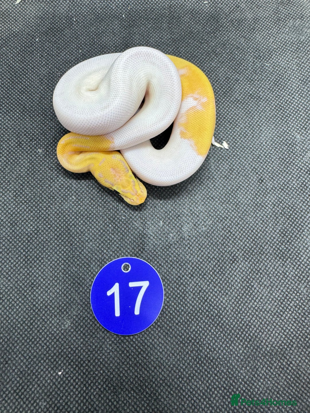Python Snake reptiles for sale: Royal pythons from £30 - Image 5