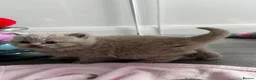 British Shorthair cats for sale: Beautiful Lilac British Shorthair, Registered - Advert 2