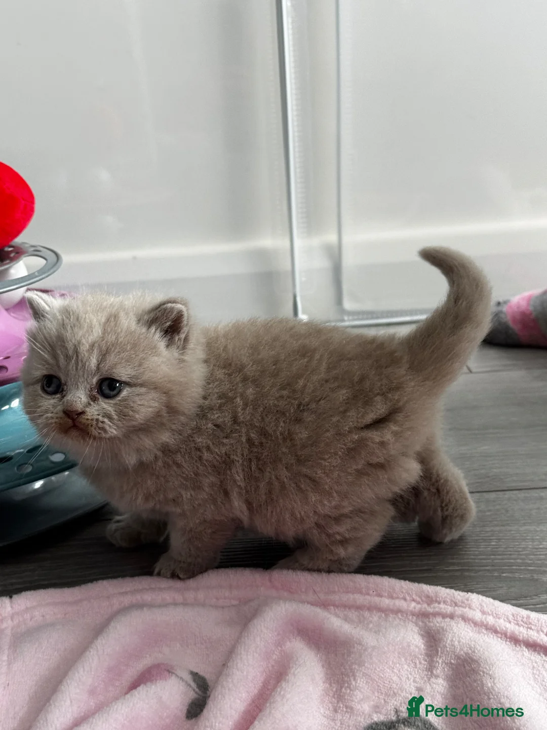 British Shorthair cats for sale: Beautiful Lilac British Shorthair, Registered - Advert 2