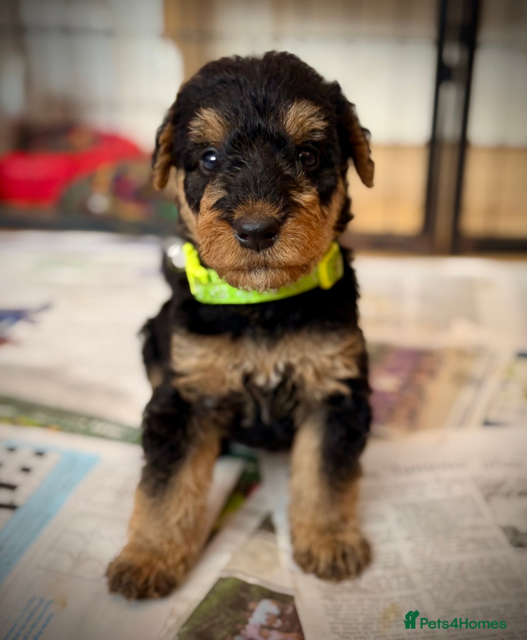 Airedale Terrier dogs for sale: ⭐️⭐️ ADORABLE KC REGISTERED  PUPS ⭐️⭐️ - Image 15