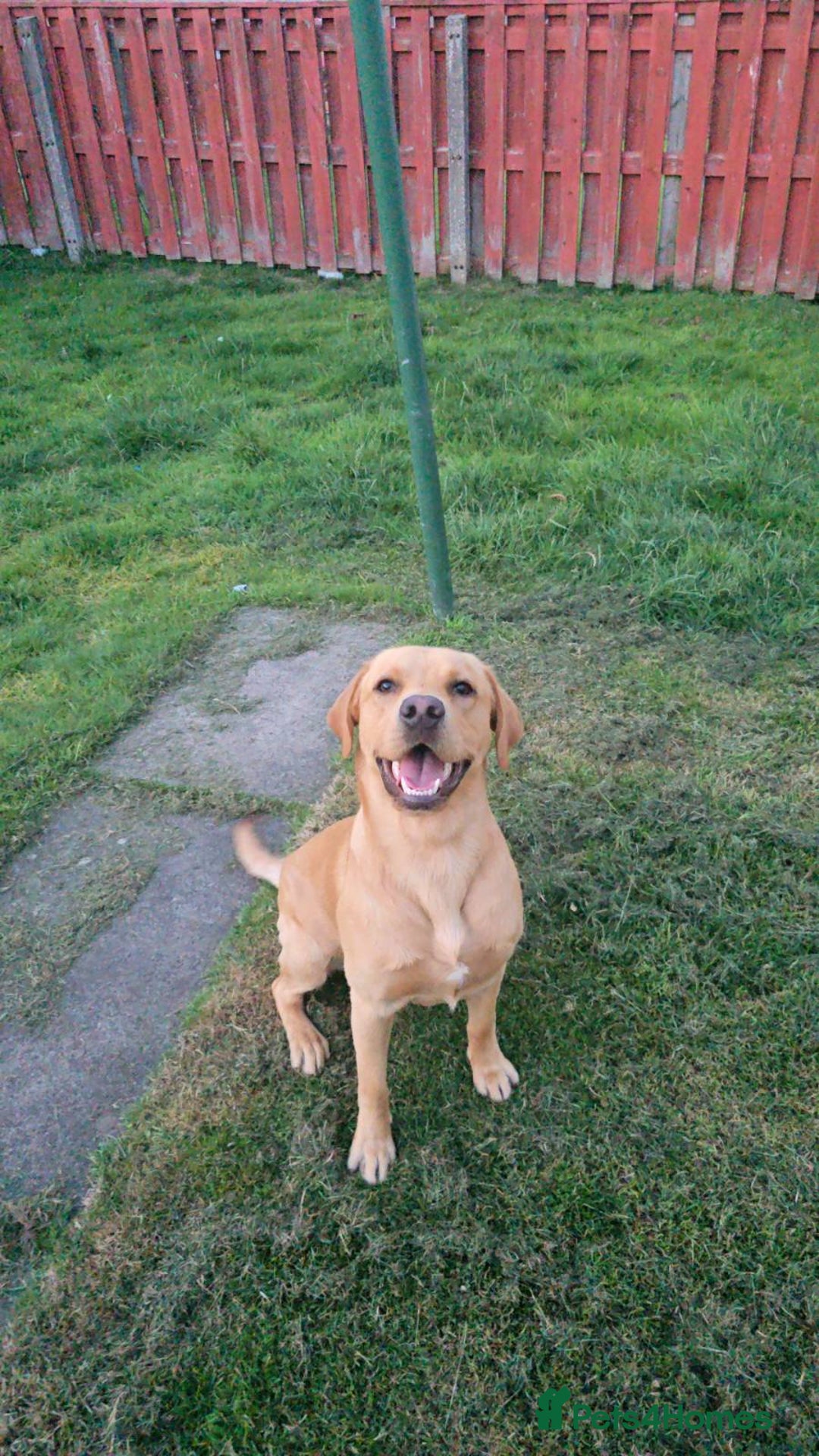 Labrador Retriever dogs for sale: Male Labrador(15 months old) - Advert 2