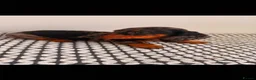 Miniature Dachshund dogs for sale: Miniature Dachshunds - Advert 19
