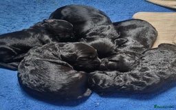 Cockapoo dogs for sale: Miniature chocolate cockapoos.8 weeks old - Image 5