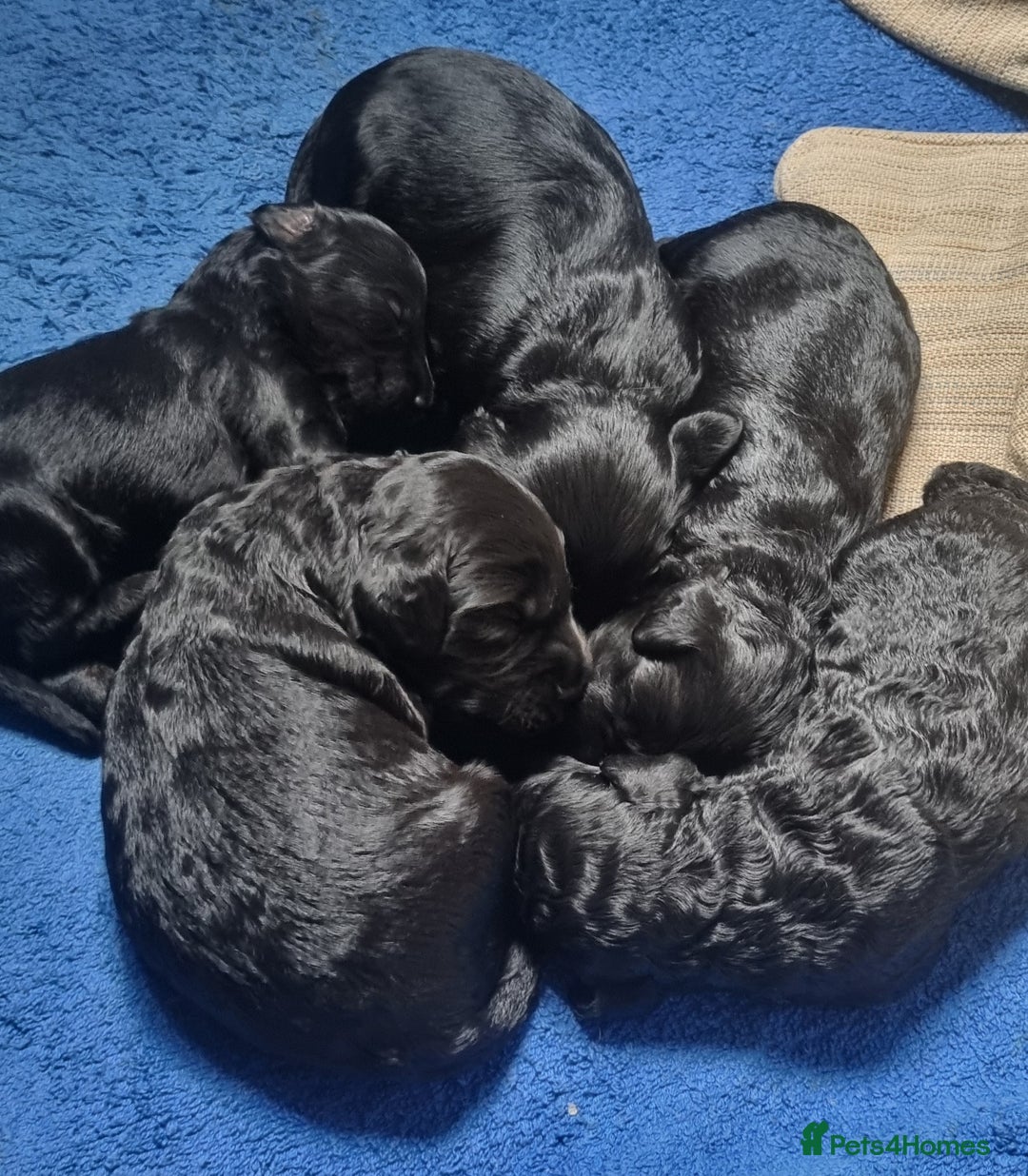 Cockapoo dogs for sale: Miniature chocolate cockapoos.8 weeks old - Image 5