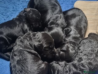 Cockapoo dogs SEAL COTE... Mini Cockapoo - Advert 14