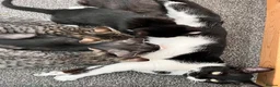 Mixed Breed cats for sale: Beautiful clever kittens in Eastbourne - Advert 6
