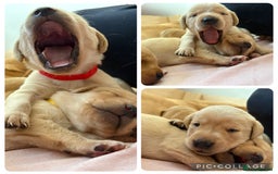 Labrador Retriever dogs for sale: Labrador’s  - Image 3