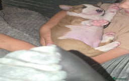 English Bull Terrier dogs for sale: Beautiful girl - Image 10