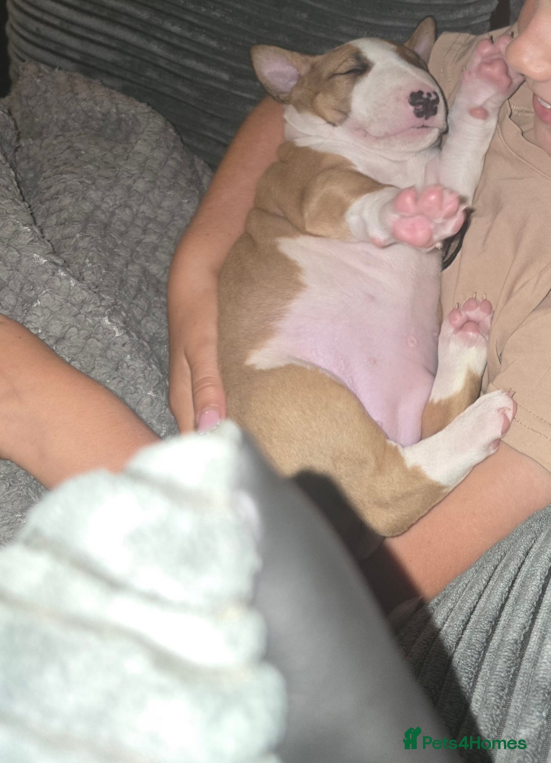 English Bull Terrier dogs for sale: Beautiful girl - Image 10