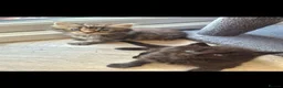 Norwegian Forest Cat cats for sale: Fluffy mixed norweigan forest and tabby - Advert 7