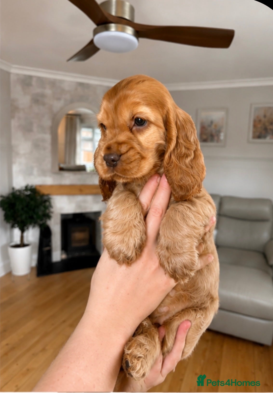 Cocker Spaniel dogs Beautiful Show Cocker Spaniels  - Advert 2