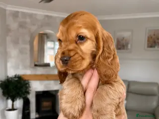 Cocker Spaniel dogs Beautiful Show Cocker Spaniels - Advert 2