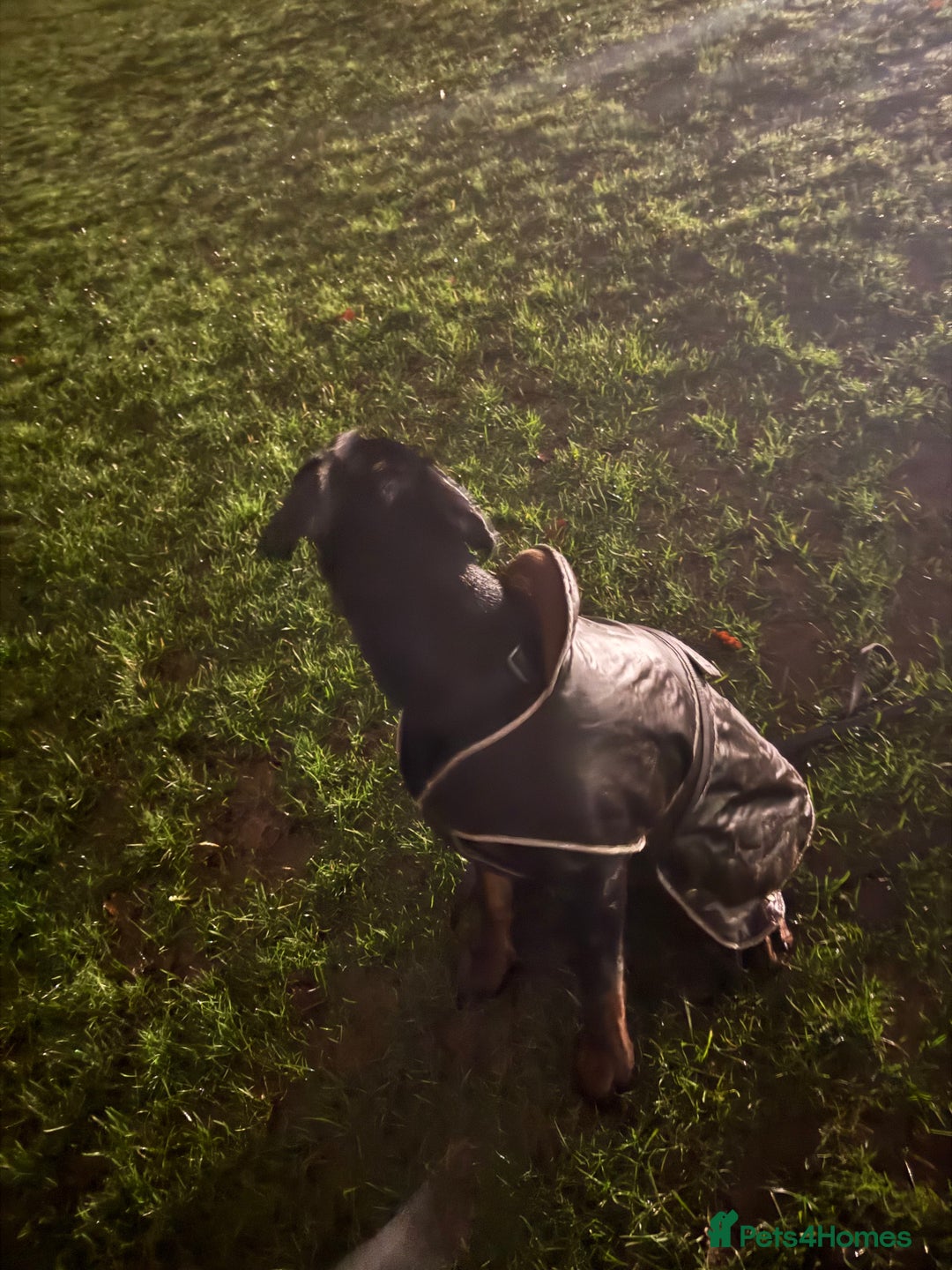 Dobermann dogs for sale: Male Doberman for Sale - Advert 3