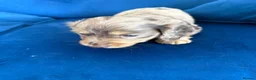 Miniature Dachshund dogs for sale: Long haired mini dapple dachshund pups - Advert 6