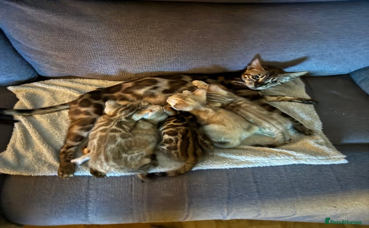 Bengal cats - Advert 2
