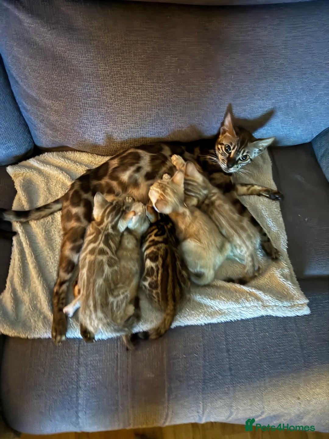 Bengal cats for sale: Beautiful bengal kittens  - Image 1
