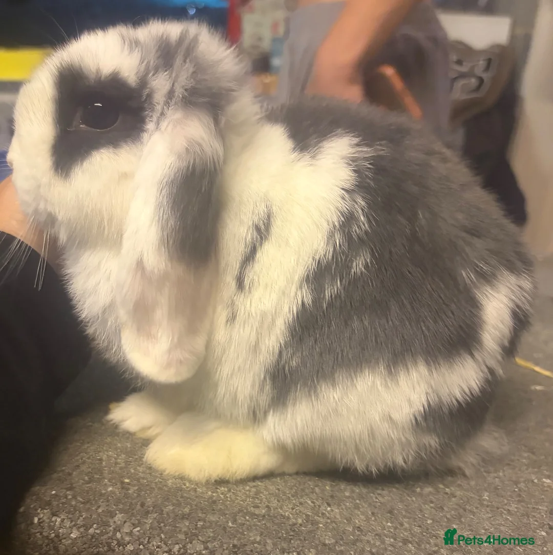 Mini Lop rabbits for sale: Blue & White Mini Lop Doe - Advert 3