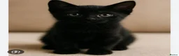 Mixed Breed cats for sale: 5 beautiful kittens for sale  - Advert 3