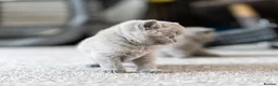 British Shorthair cats for sale: British Shorthair kittens ACTIVE/Non-active - Advert 7