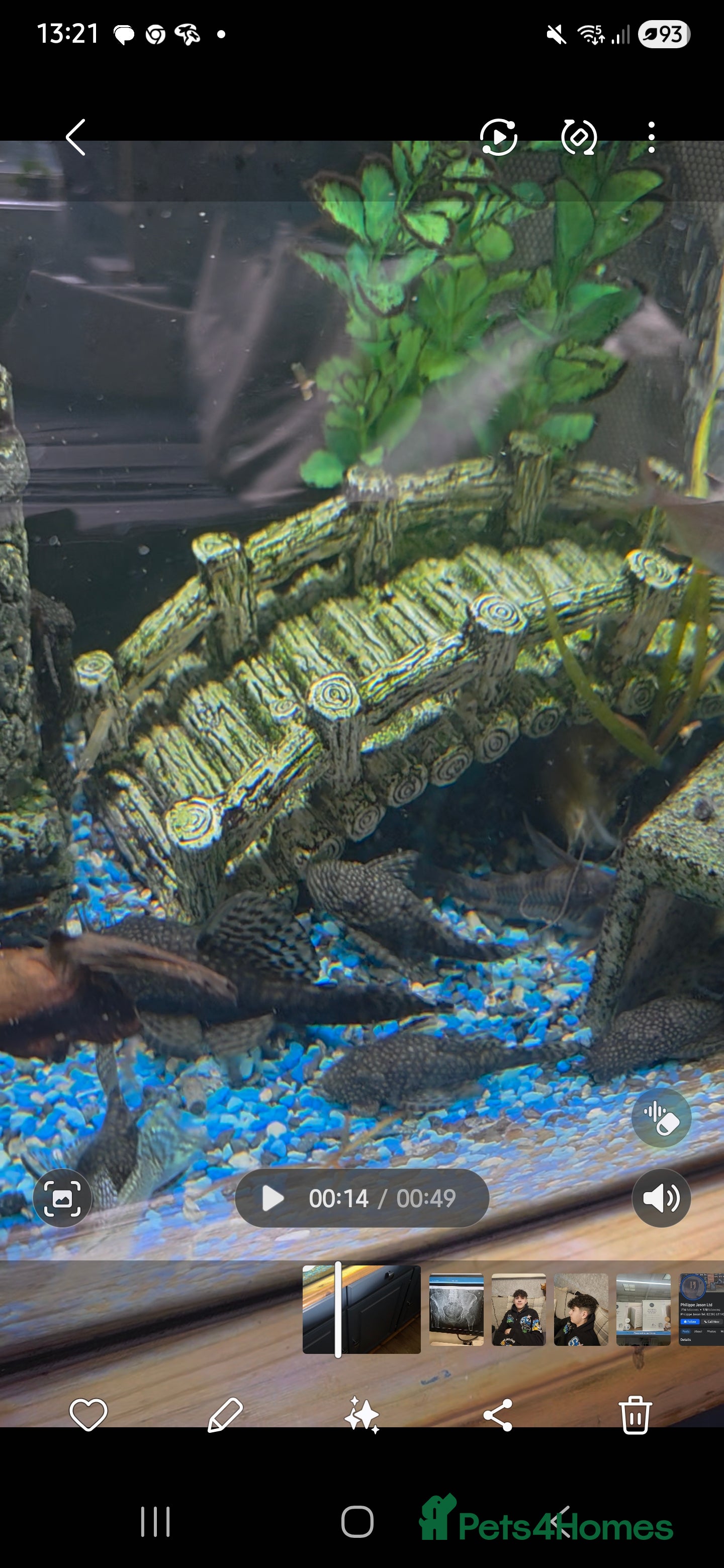 Plecos fish Bristle Nose  - Advert 1