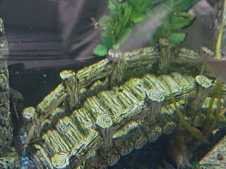 Plecos fish Bristle Nose - Advert 13