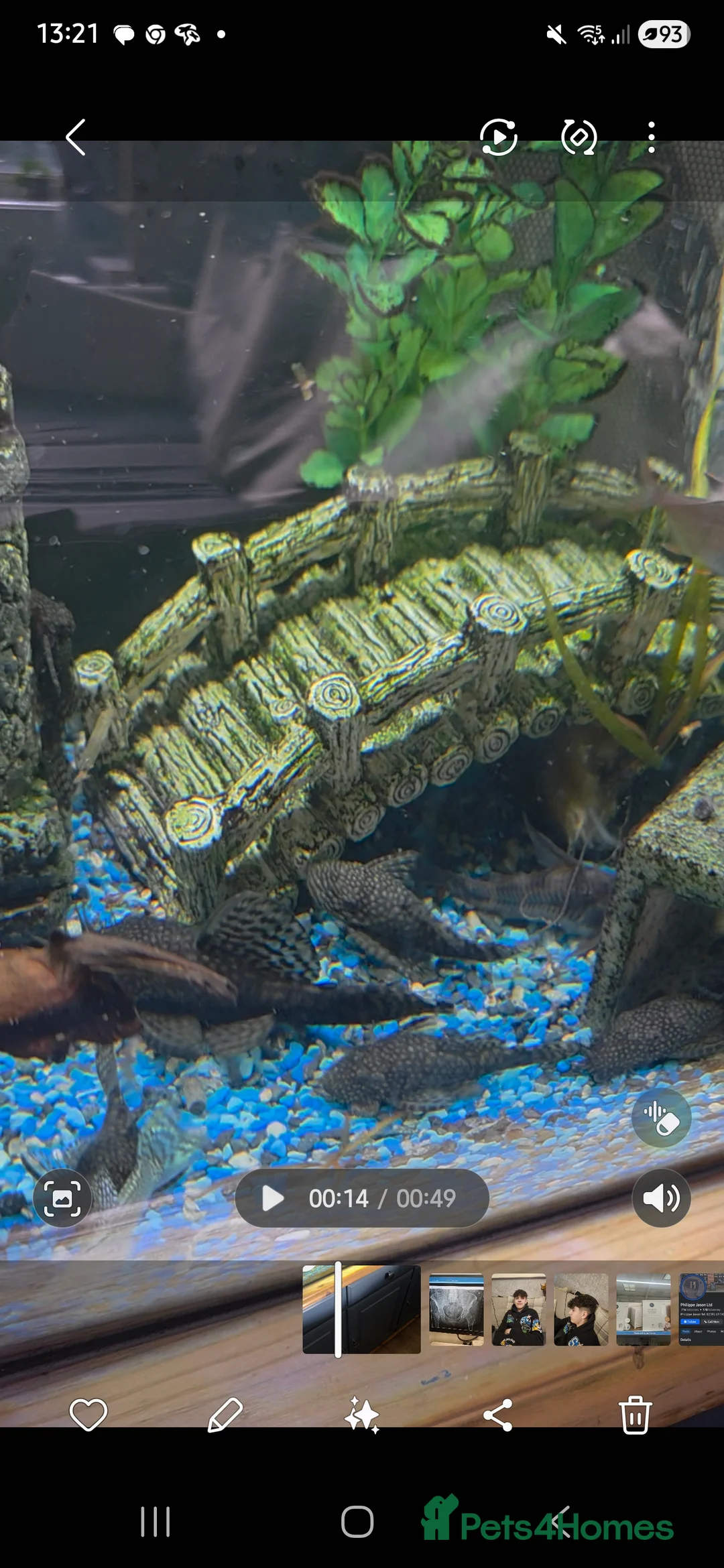 Plecos fish for sale: Bristle Nose  - Advert 1