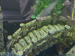 Plecos fish Bristle Nose - Advert 10