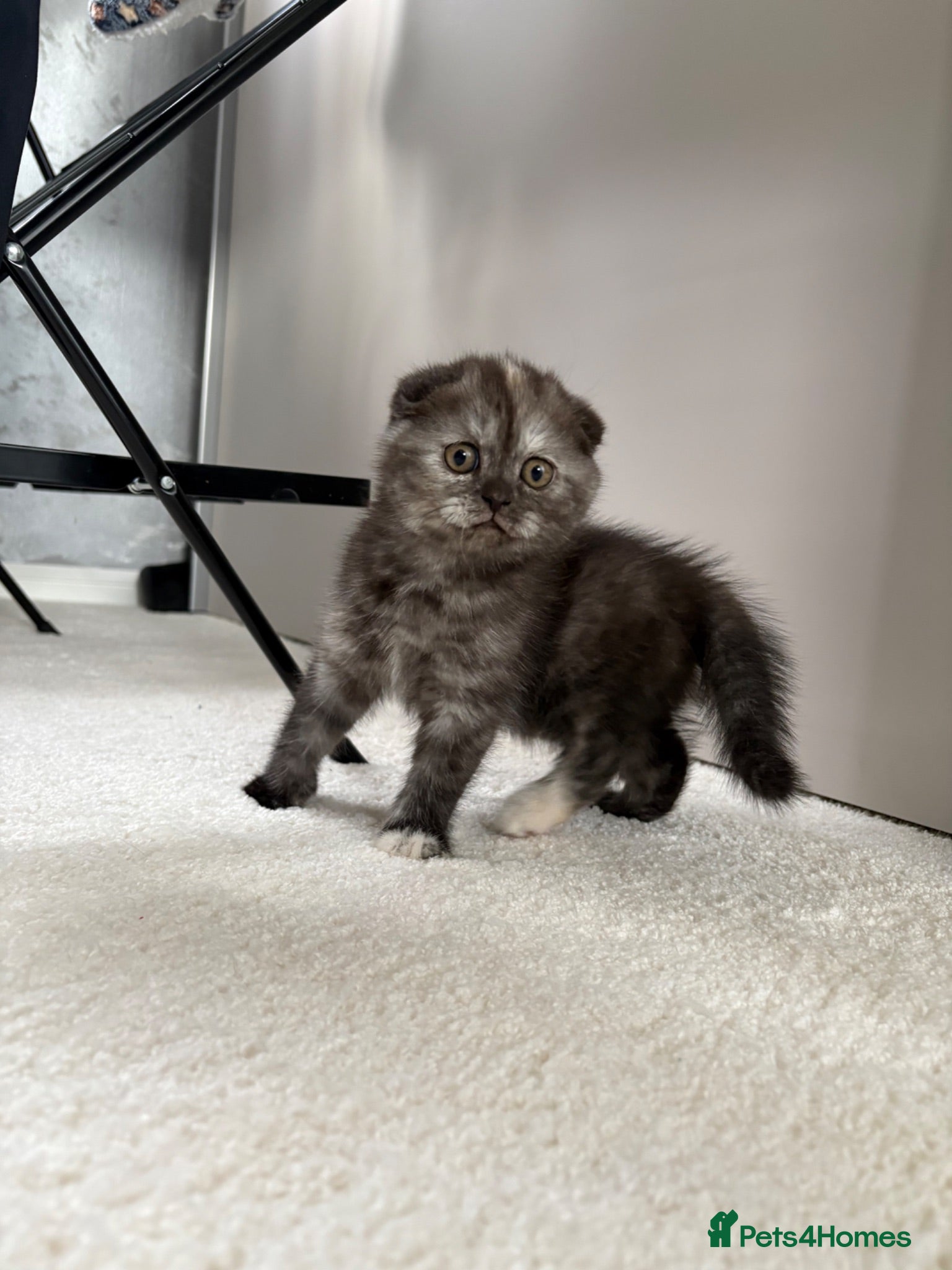 Scottish Fold cats 🐾Beautiful Scottish Fold kittens🐾 - Advert 14