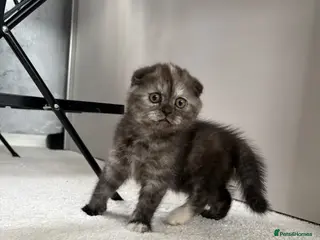 Scottish Fold cats 🐾Beautiful Scottish Fold kittens🐾 - Advert 14