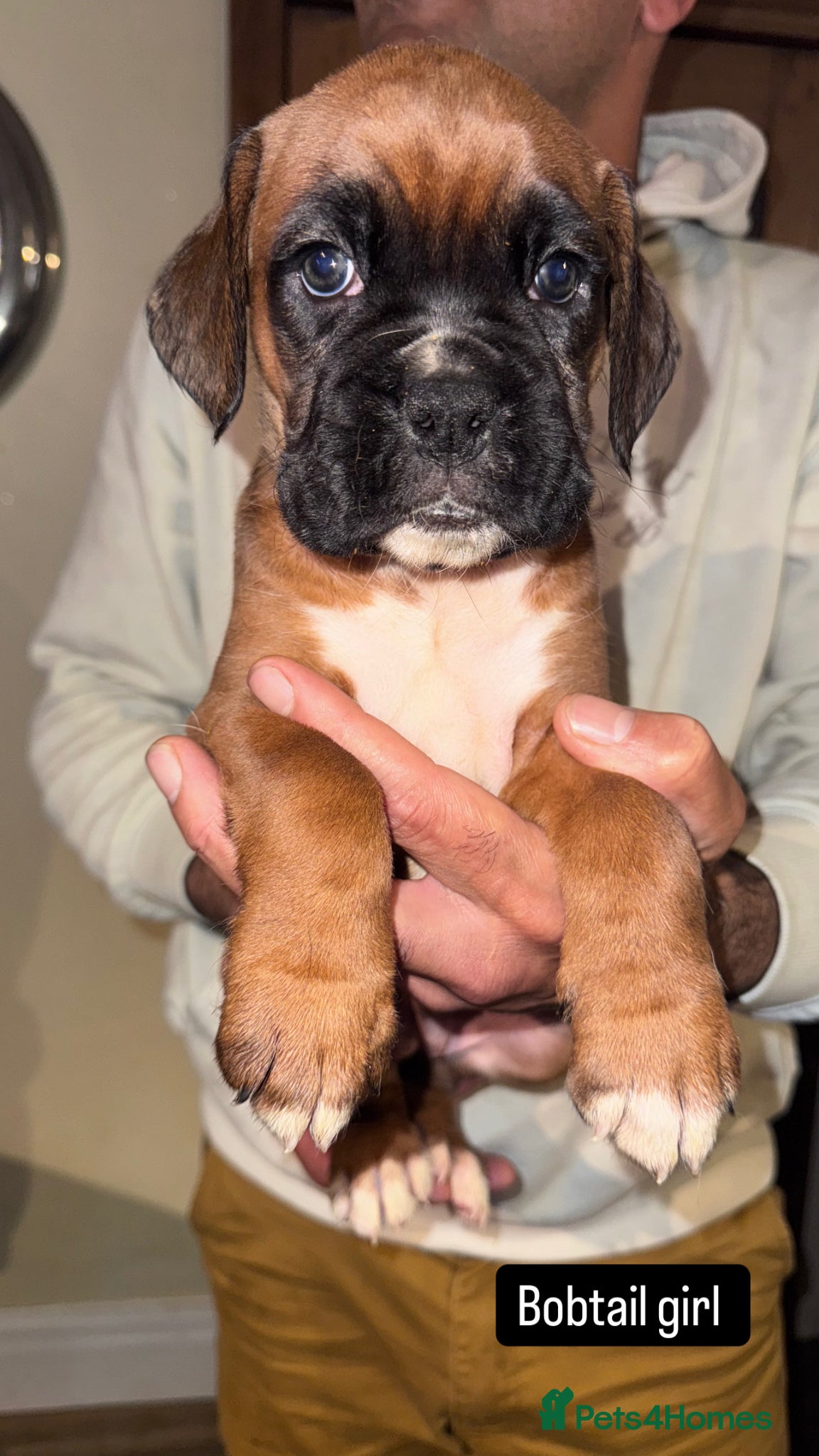 Boxer dogs 1 Tailed girl remaining KC Registered Boxer Puppy - Advert 1