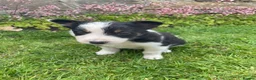 Border Collie dogs for sale: 6 Adorable Border Collie Puppies  in Brecon - Advert 13