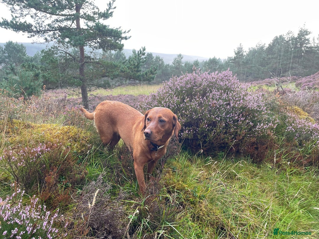 Labrador Retriever dogs for sale: Fox Red Labrador Puppies from Working Parents - Image 3