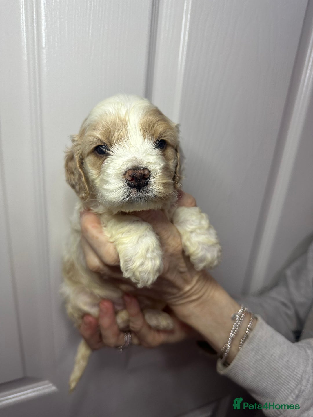 Cockapoo dogs for sale: Cockerpoo puppies  - Advert 22