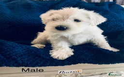 Miniature Schnauzer dogs for sale: Kc Reg-health Tested white Male 1st Quality  - Image 9