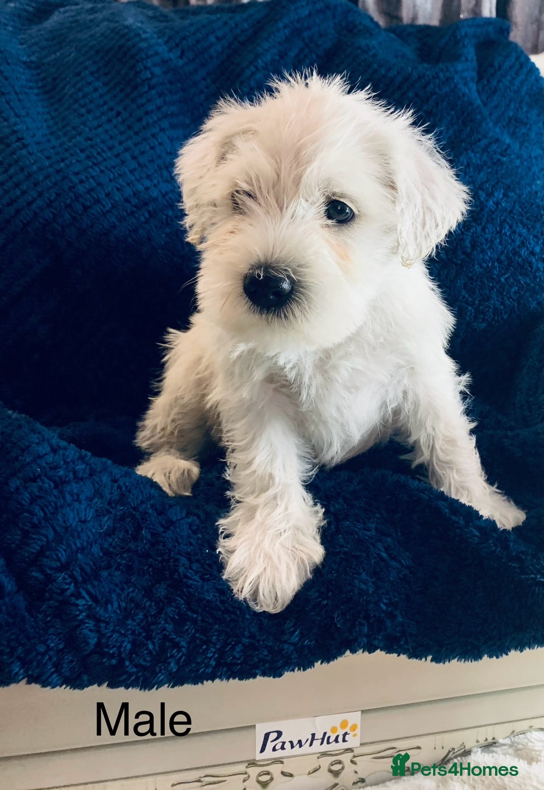 Miniature Schnauzer dogs for sale: Kc Reg-health Tested white Male 1st Quality  - Image 9