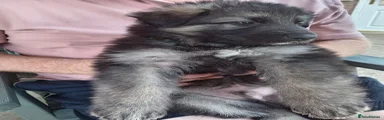 German Shepherd 2
