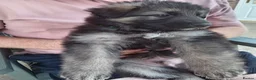 German Shepherd dogs for sale: Long Hair German Shepherd Puppies  in Chorley - Advert 9