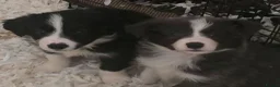 Border Collie dogs for sale: STUNNING HEALTH TESTED BORDER COLLIES in Huddersfield - Advert 9