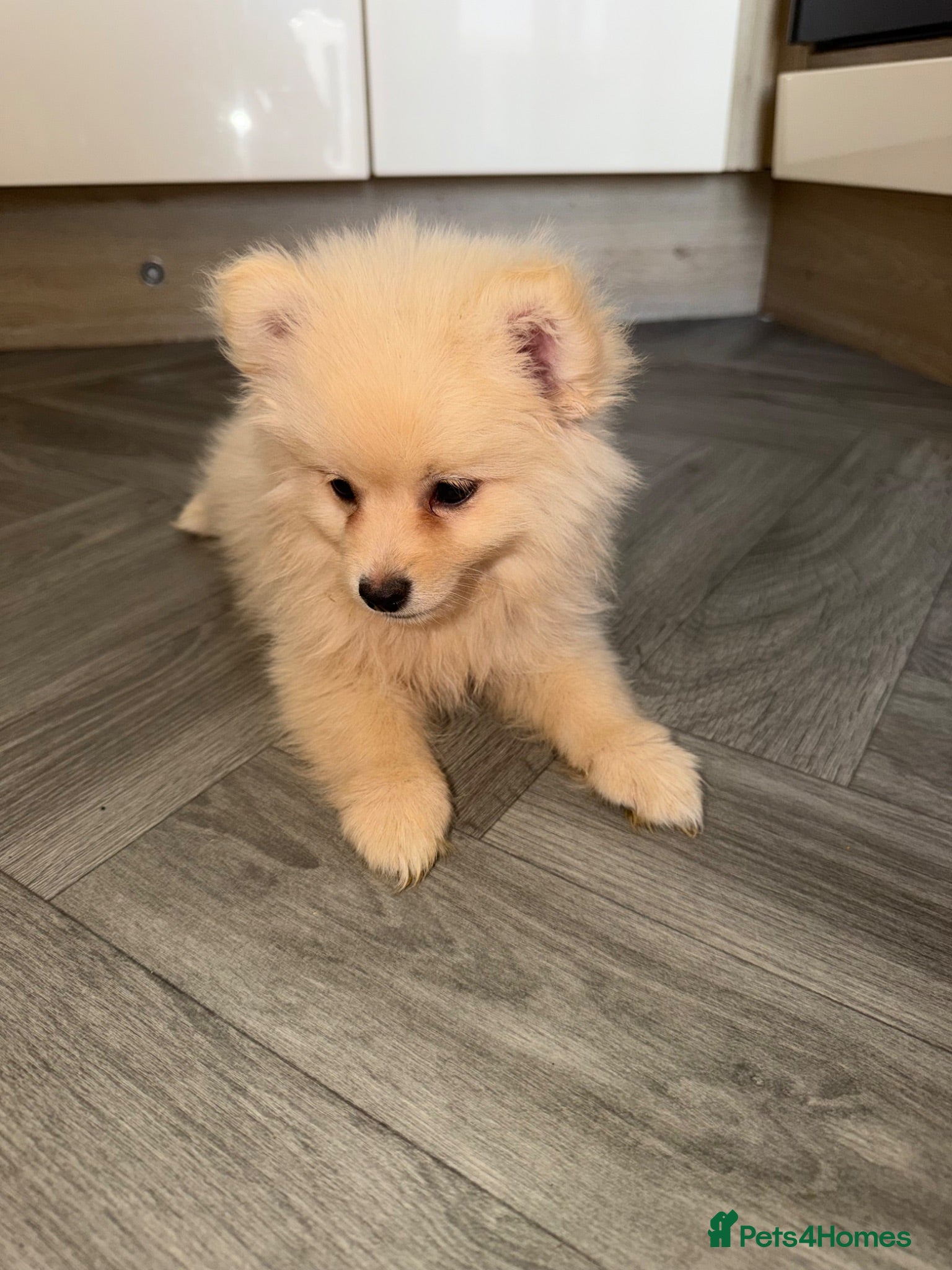 Pomeranian dogs Pomeranian male Puppies - Advert 10