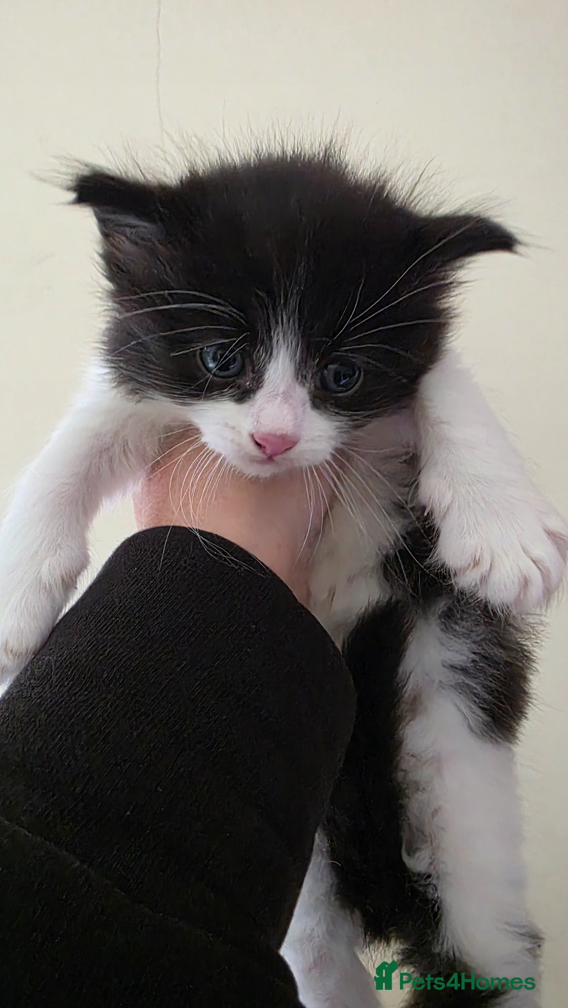 Domestic Shorthair cats Kittens  - Advert 1