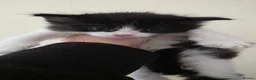 Domestic Shorthair cats for sale: Kittens  - Advert 1