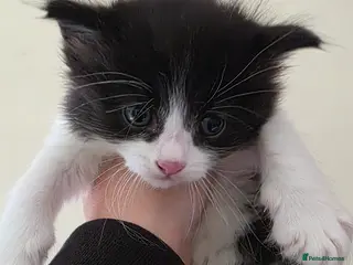 Domestic Shorthair cats Kittens - Advert 1