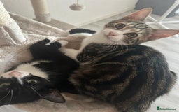 Mixed Breed cats for sale: 2 kittens  - Image 1