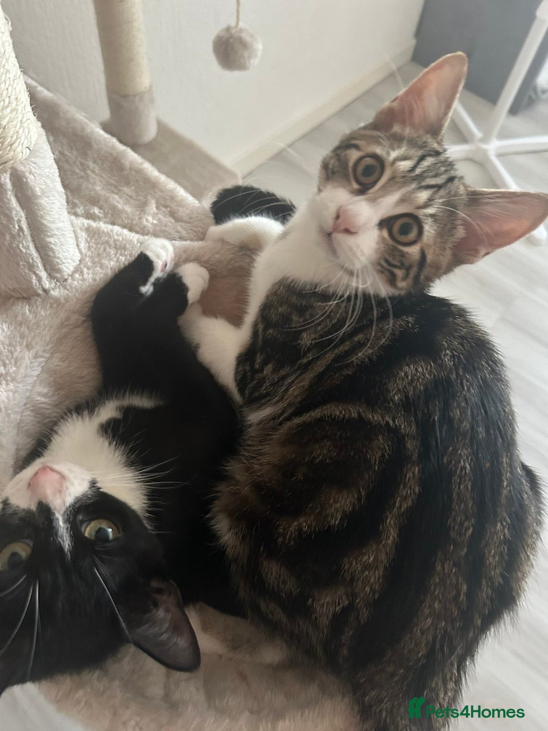 Mixed Breed cats for sale: 2 kittens  - Image 1