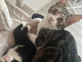 Mixed Breed cats - Advert 12