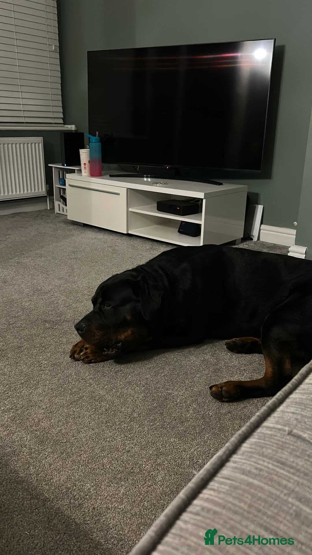 Rottweiler dogs for sale: 2 year old male full German  - Advert 3