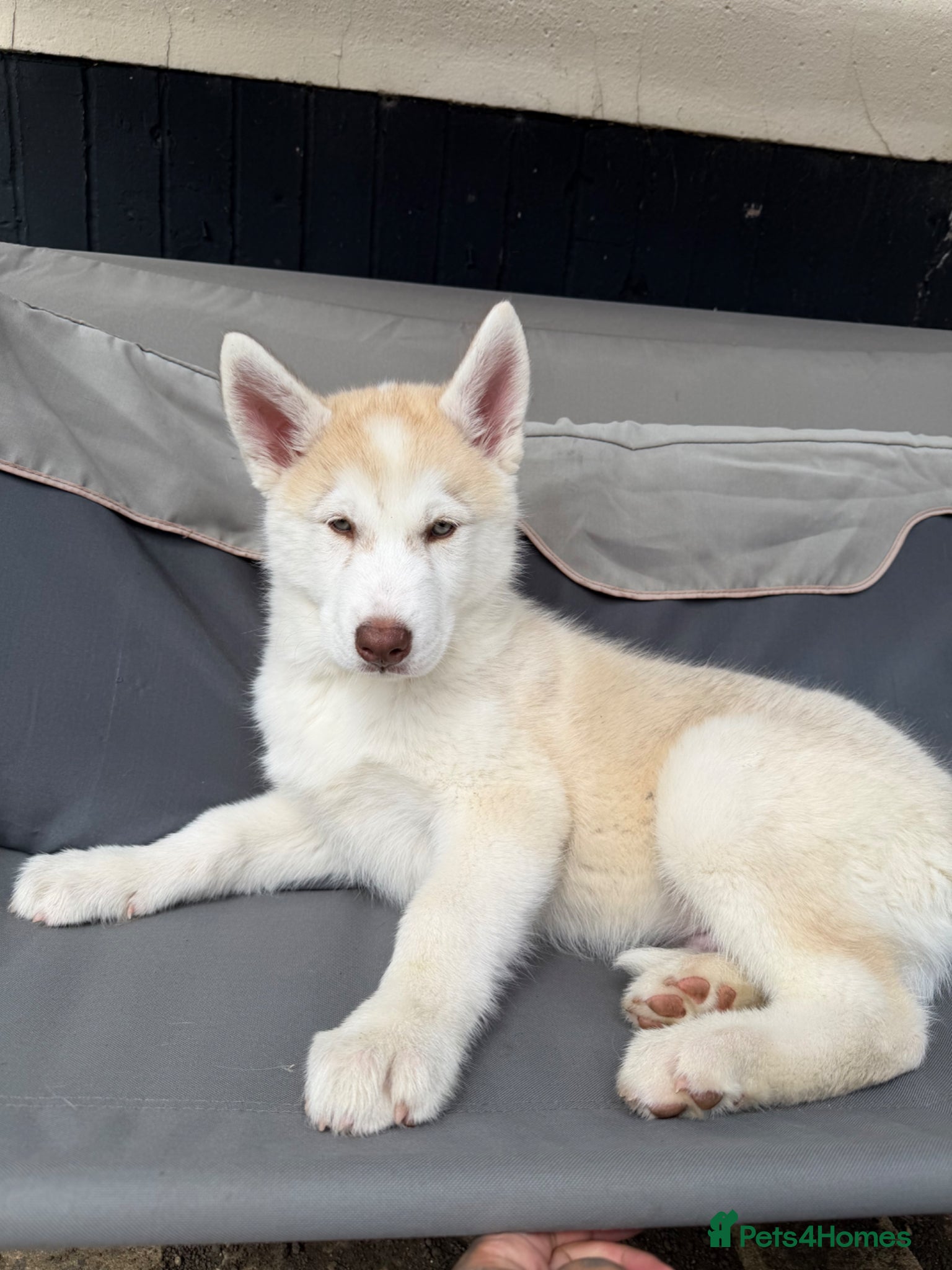 Siberian Husky dogs for sale: Siberian husky puppy - Advert 1