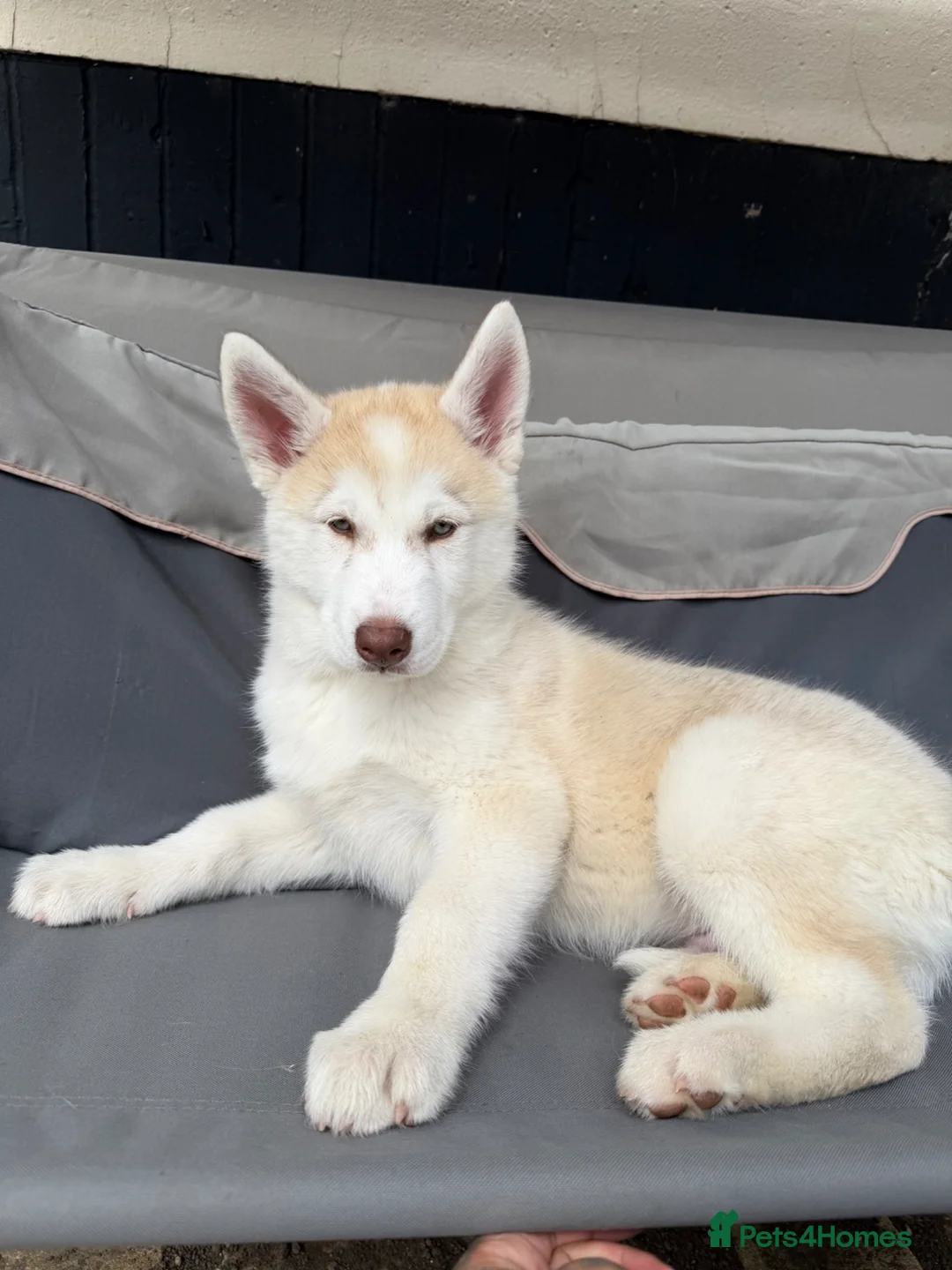 Siberian Husky dogs for sale: Siberian husky puppy - Advert 1