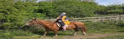 Irish Thoroughbred horses for sale: Chestnut Tb Mare 5 years old  - Advert 4